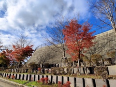 青空に映える紅葉