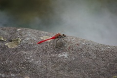 赤蜻蛉