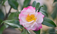 山茶花