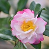 山茶花