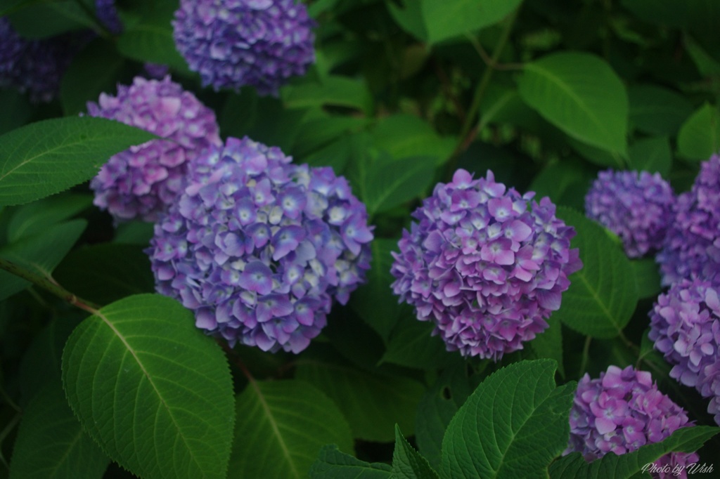 紫陽花の季節