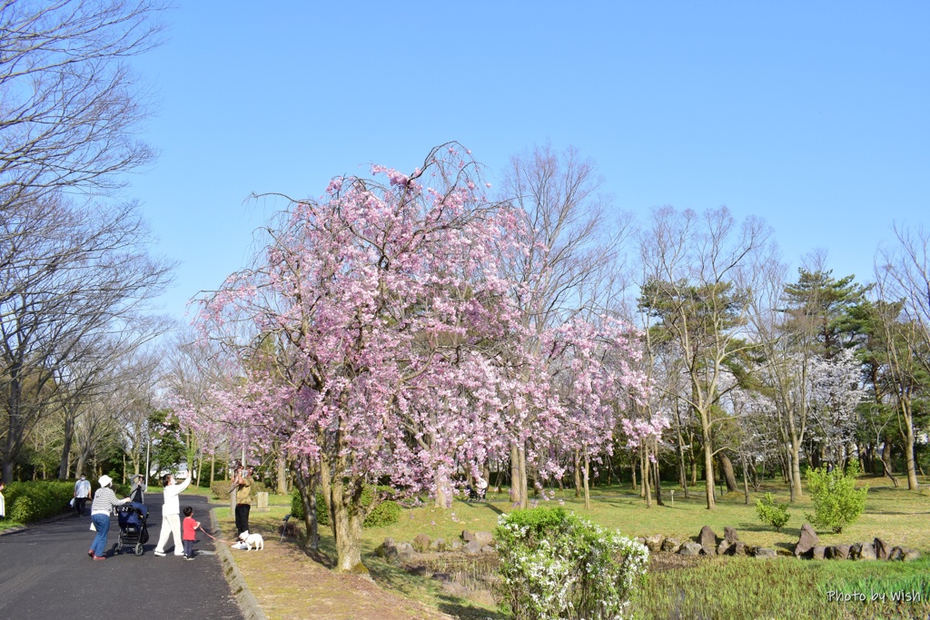 満開の枝垂れ桜