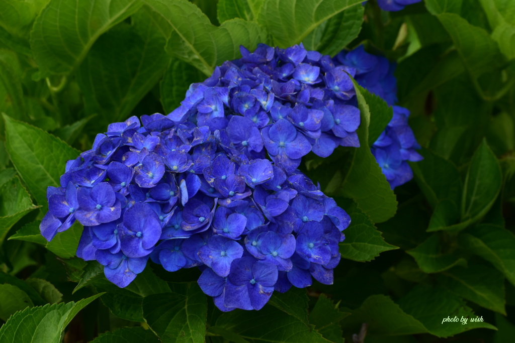 dark　blue