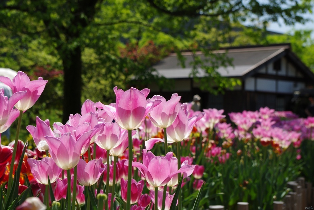 チューリップ公園