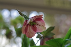 クリスマスローズ