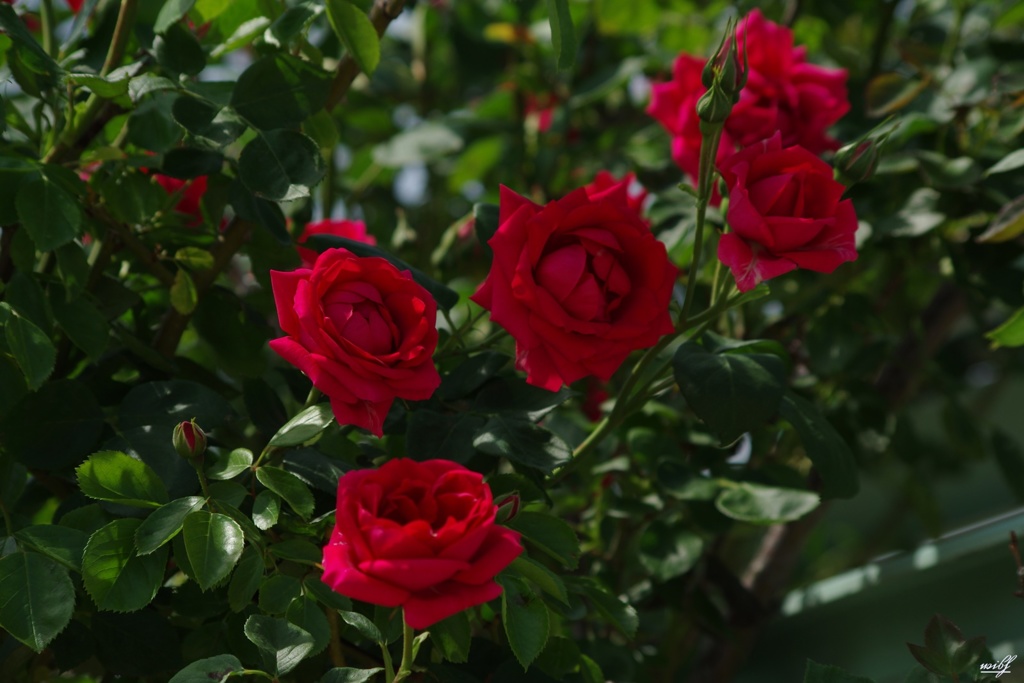 つる薔薇