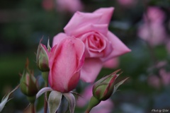 秋薔薇