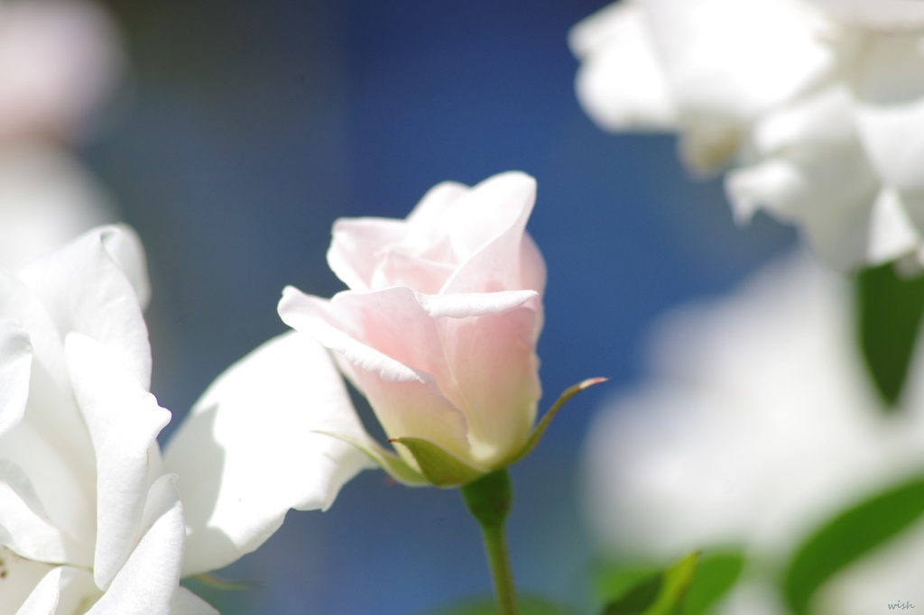 秋薔薇：白＆ピンクの混色