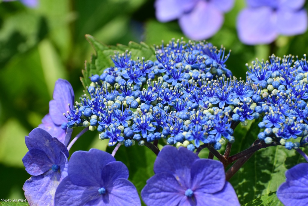 blue