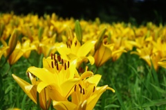 Yellow Lily