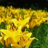 Yellow Lily