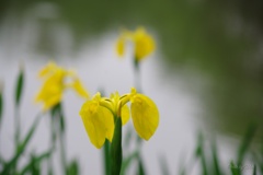 黄菖蒲