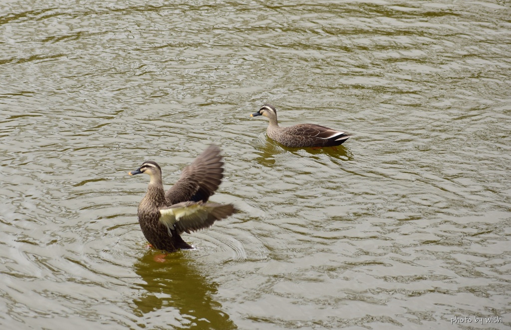 羽ばたく