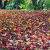 カラフルな落ち葉の絨毯