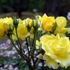 Yellow　color