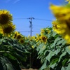 ひまわり村の迷路のひまわり達