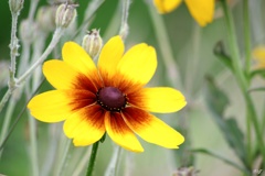 あぜ道に咲く草花