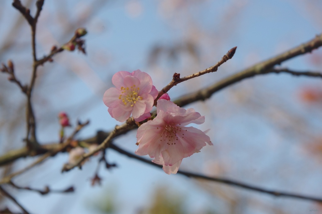 十月桜：ピンク色