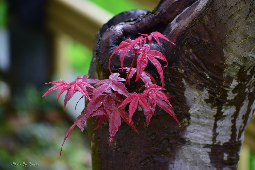 紅色の若葉