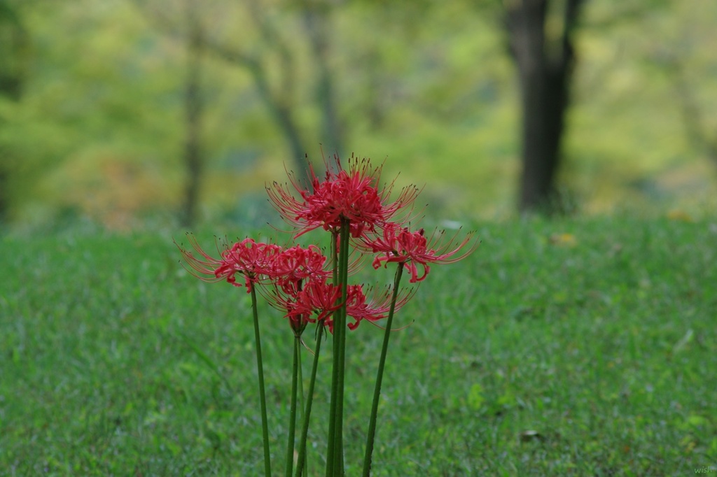 今年の彼岸花：小さな集団