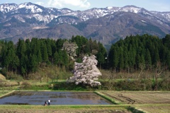 向野の江戸彼岸桜
