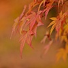 モミジの彩