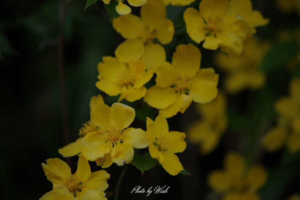 ヤマブキ
