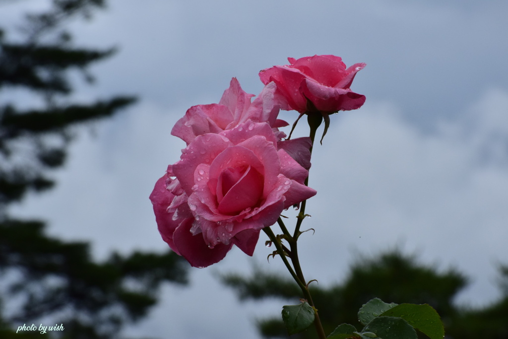 Ｐｉｎｋ　Ｒｏｓｅ