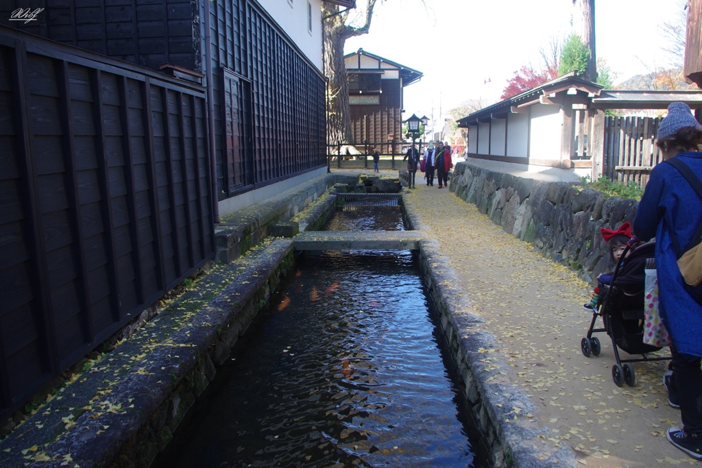 瀬戸川に泳ぐ鯉