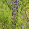藤の花