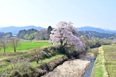 用水から眺めた満開の江戸彼岸桜