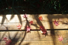 紅葉：陽射を浴びて