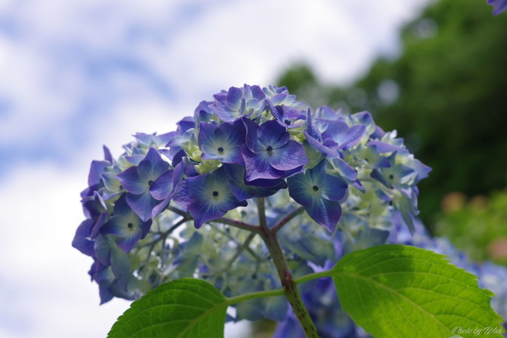 頼成の森　紫陽花