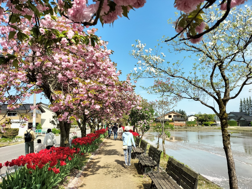 花咲く花道