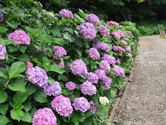 紫陽花