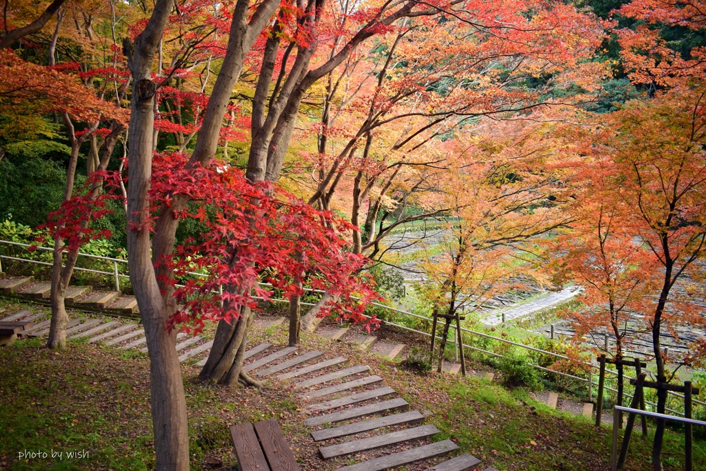 紅葉回廊