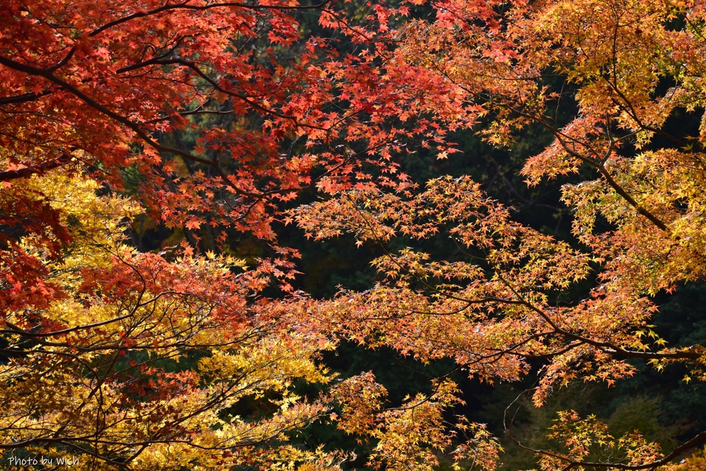 黄葉と紅葉
