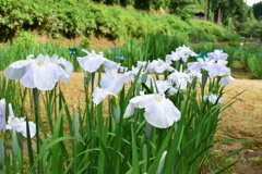 頼成の森