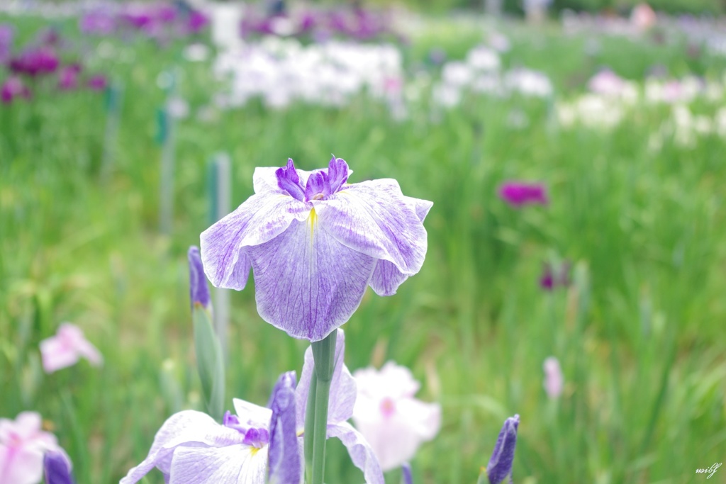 花菖蒲