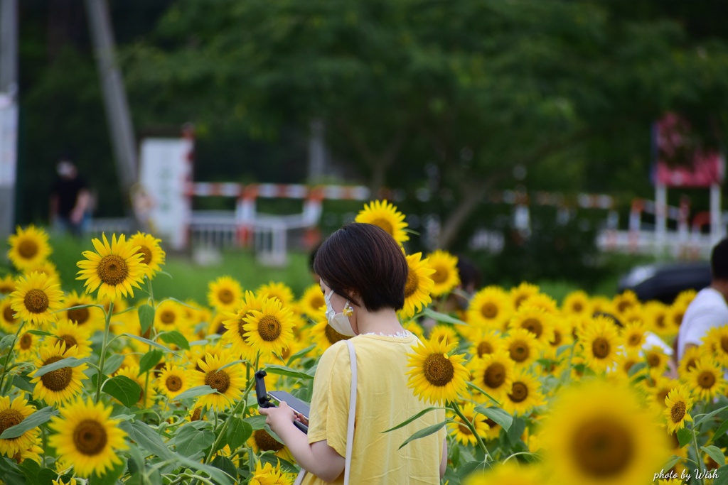 スマホでひまわりを撮る