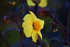 dahlia
