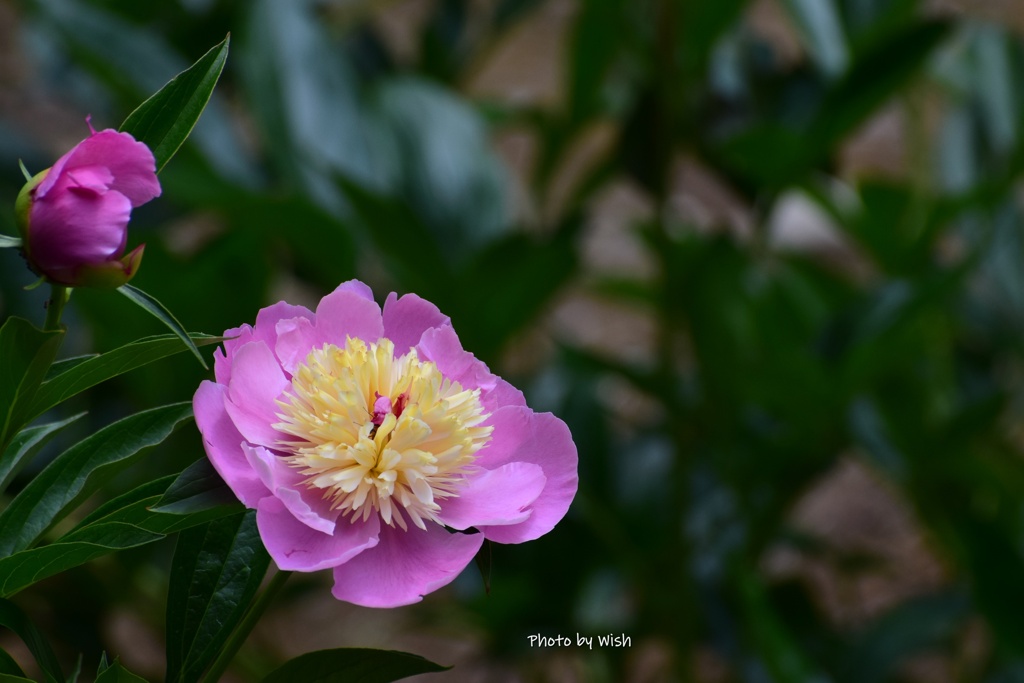 芍薬　Pink＆Yellow