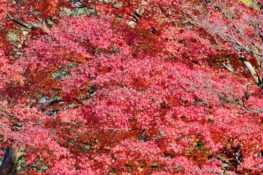 この時が一番の見頃