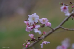 十月桜