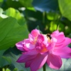 花粉採集