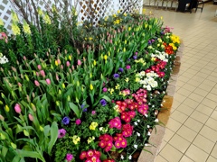 春色の花園①
