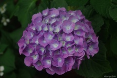 路地裏に咲く紫陽花