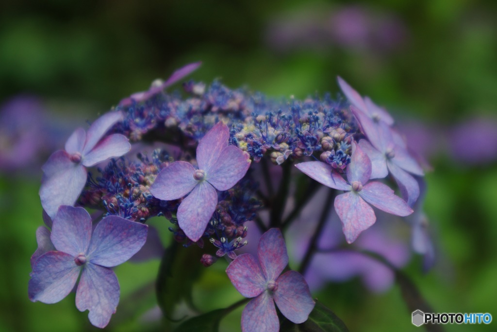 紫陽花