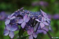紫陽花