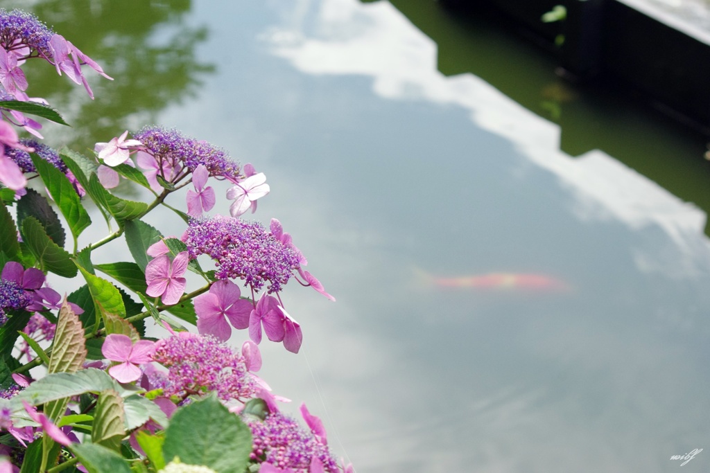紫陽花と鯉